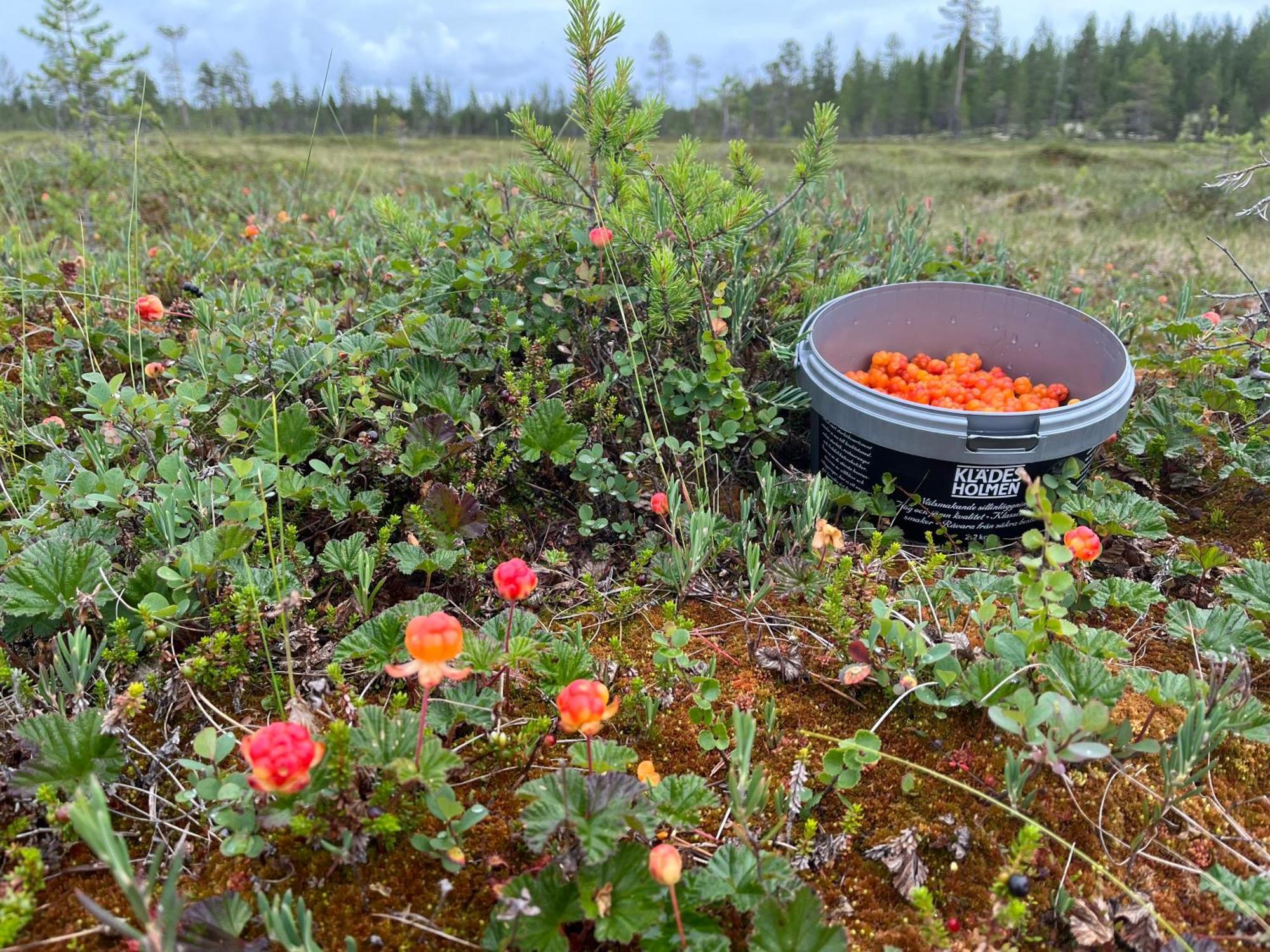 Särna Knappgarden المظهر الخارجي الصورة