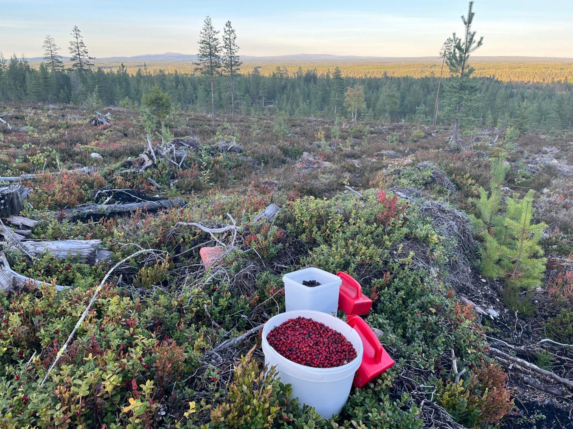 Särna Knappgarden المظهر الخارجي الصورة