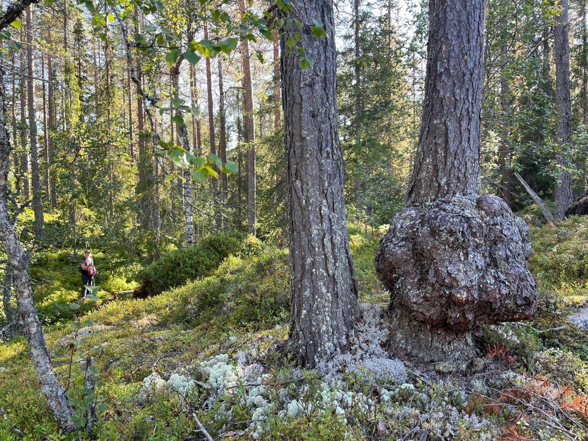 Särna Knappgarden المظهر الخارجي الصورة