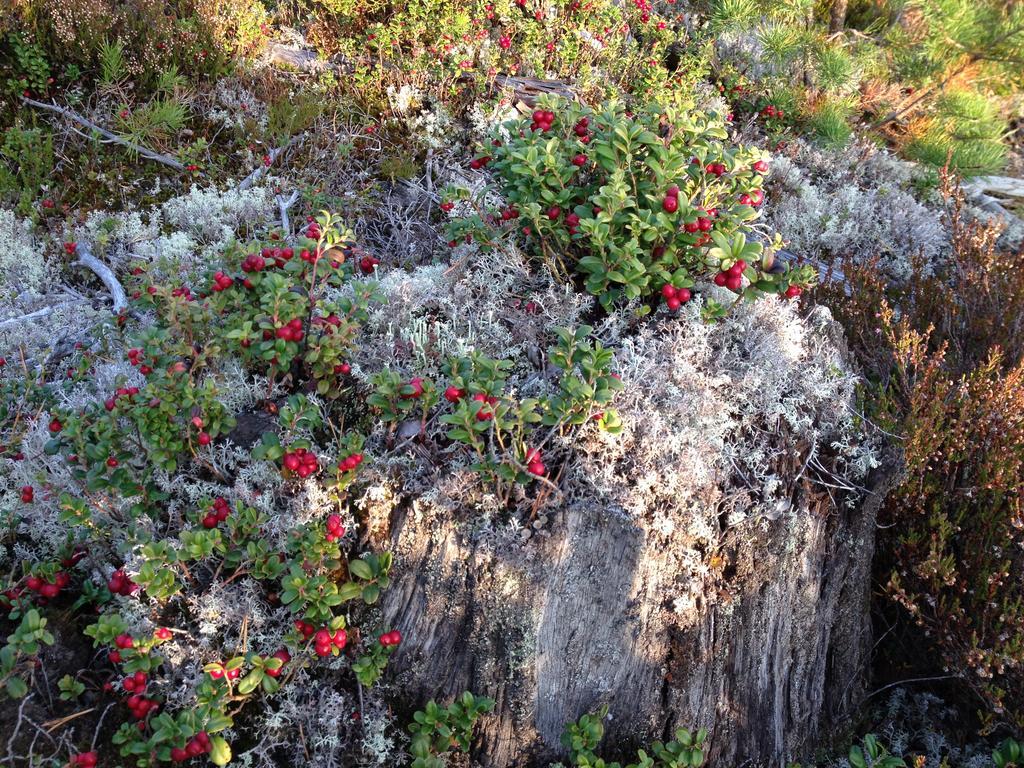 Särna Knappgarden المظهر الخارجي الصورة